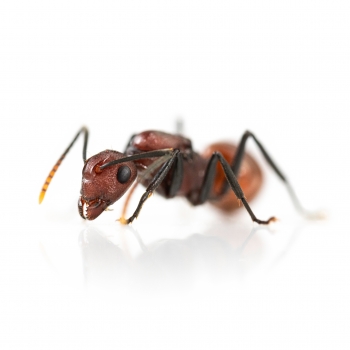 Polyrhachis thrinax